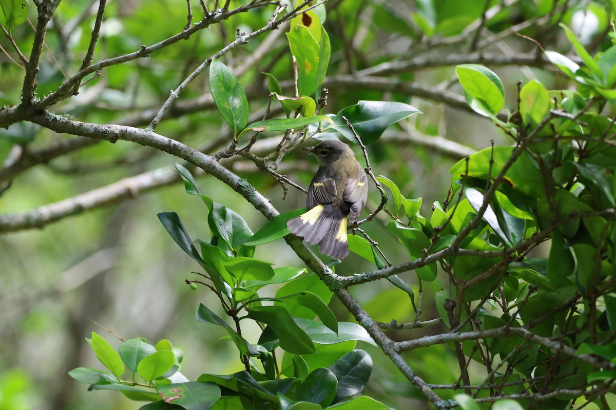 American Redstart - ML642846859