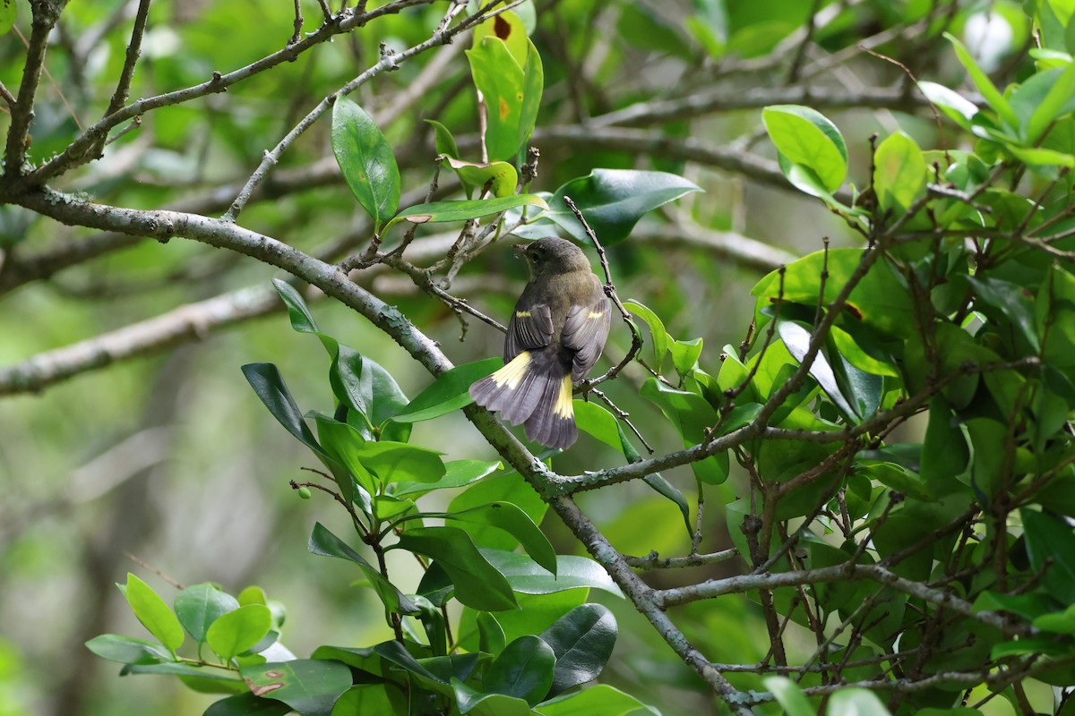 American Redstart - ML642846861