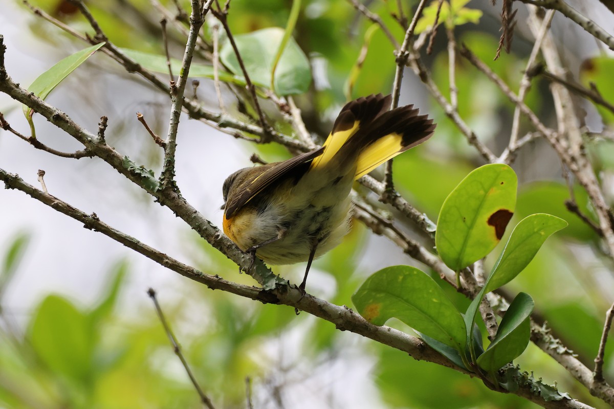 American Redstart - ML642846863