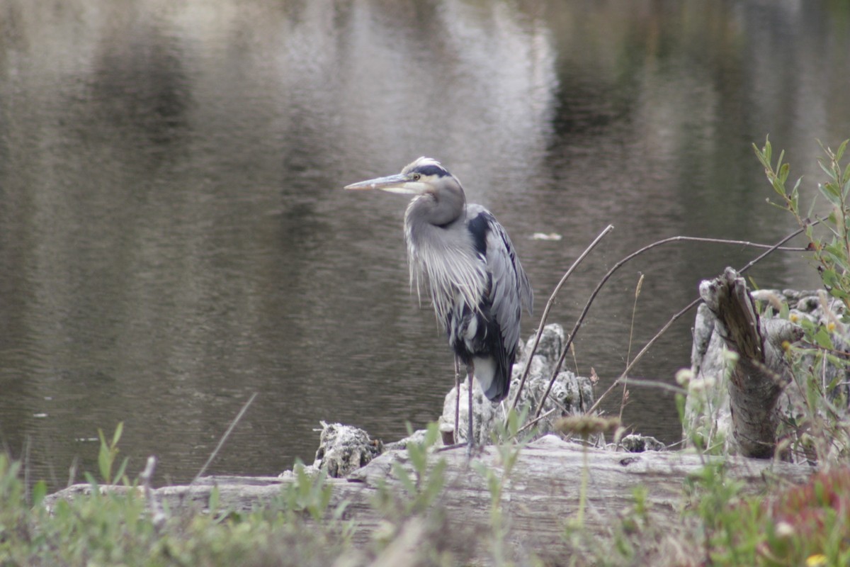 Great Blue Heron (Great Blue) - ML642846865