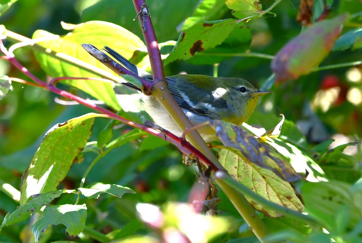 Northern Parula - ML642846868
