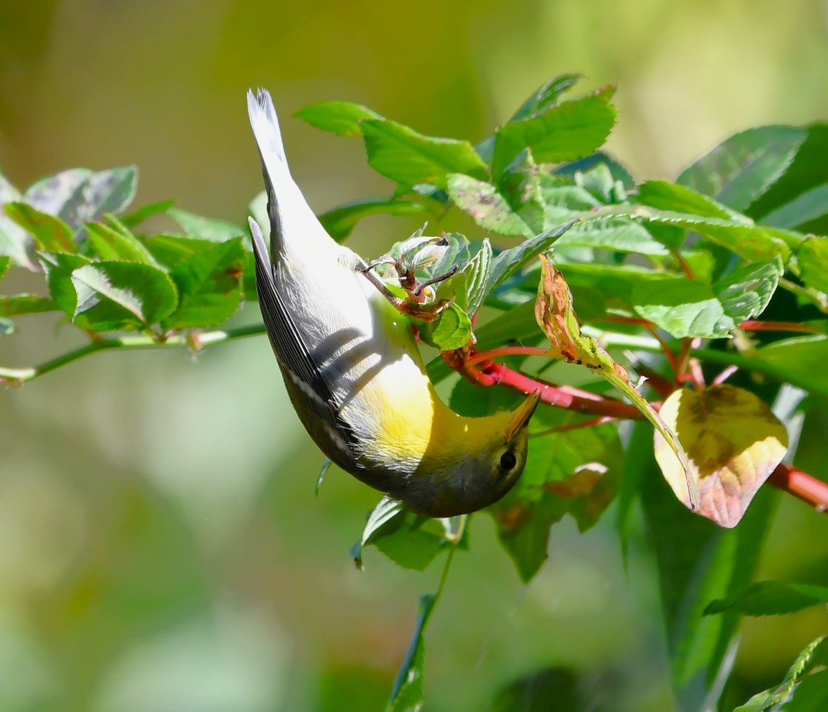 Northern Parula - ML642846871