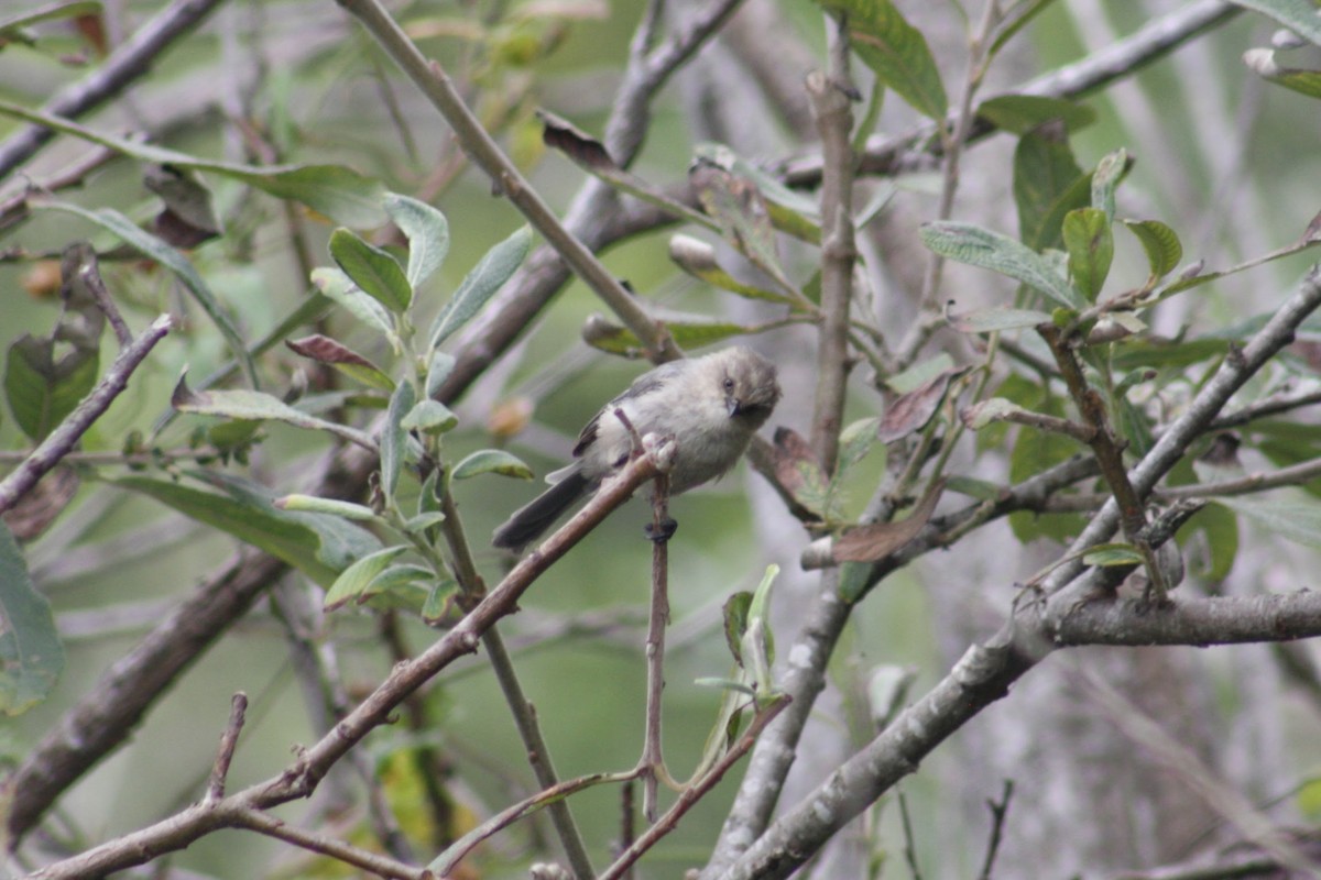 Bushtit (Pacific) - ML642846874