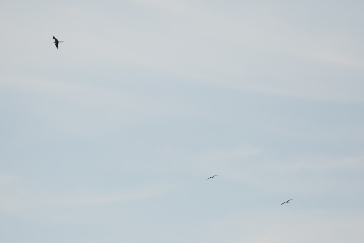 Magnificent Frigatebird - ML642846876