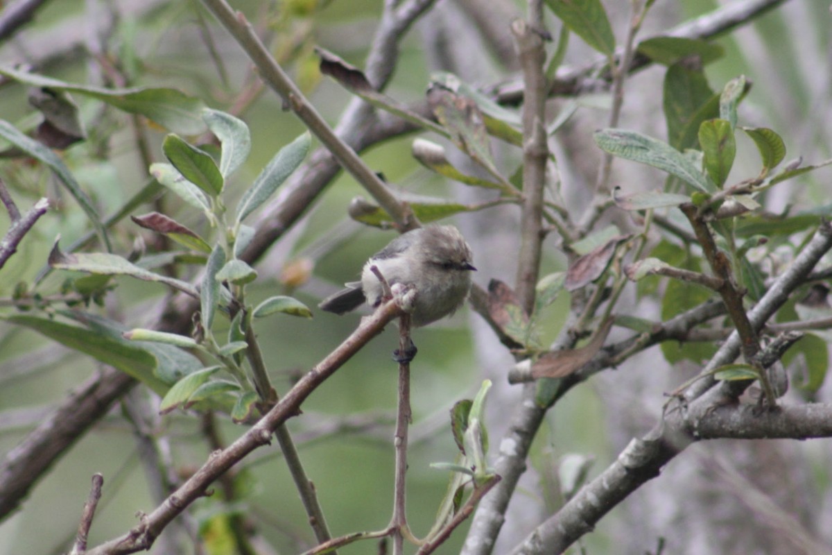 Bushtit (Pacific) - ML642846877