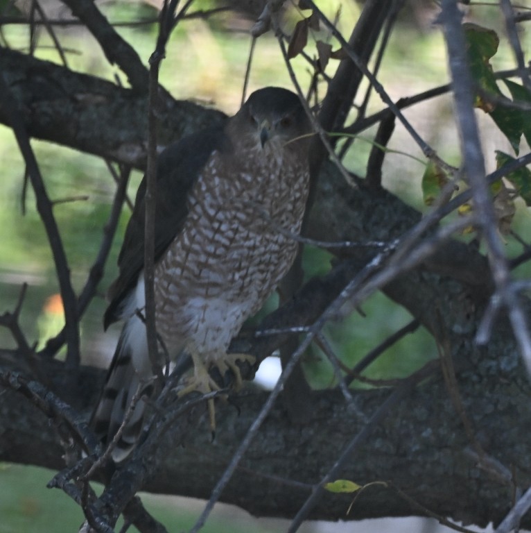 Cooper's Hawk - ML642846878