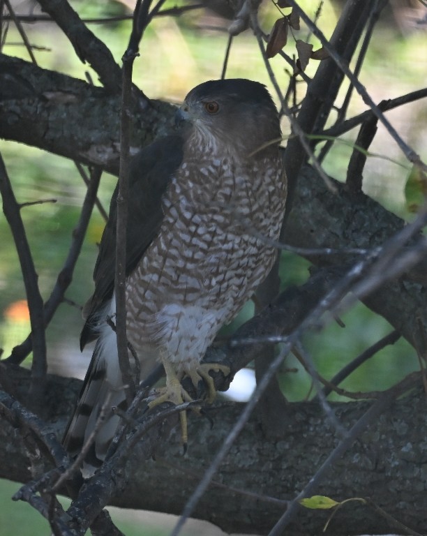 Cooper's Hawk - ML642846879