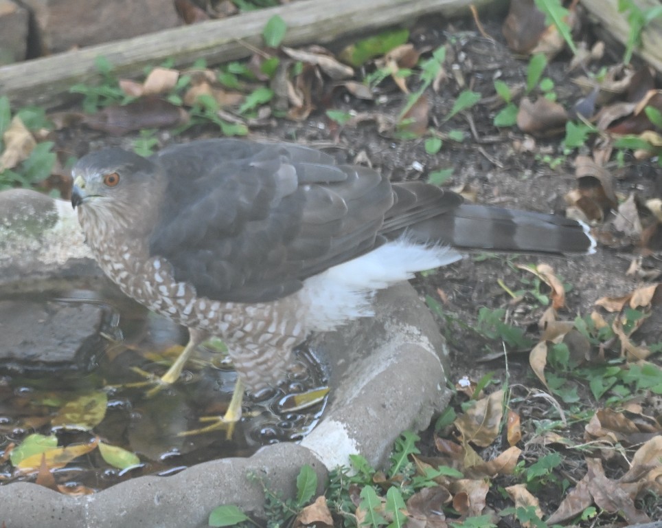 Cooper's Hawk - ML642846881