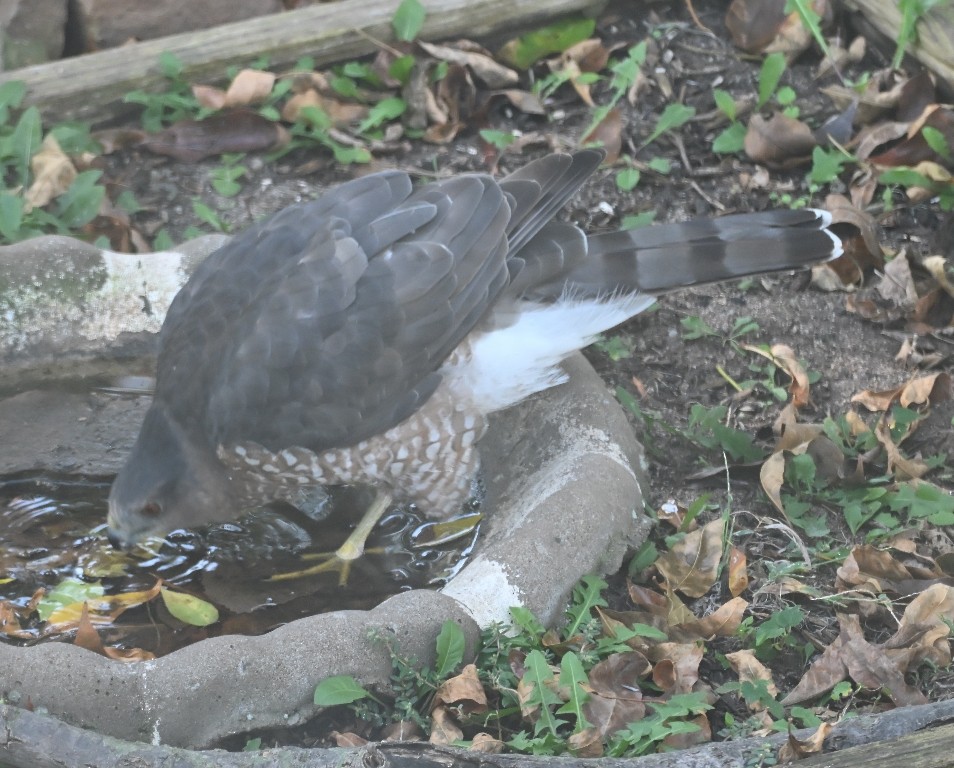Cooper's Hawk - ML642846882