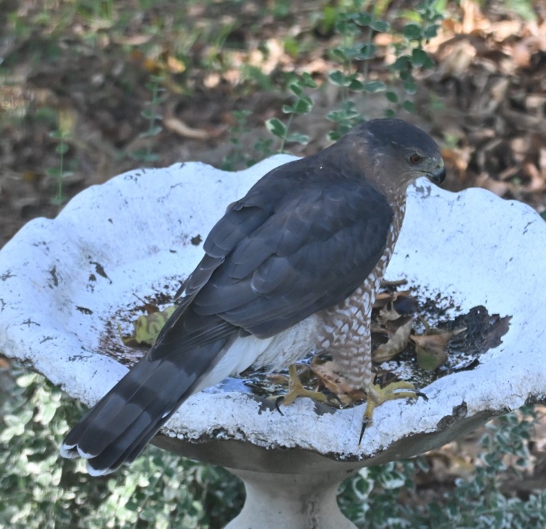 Cooper's Hawk - ML642846883