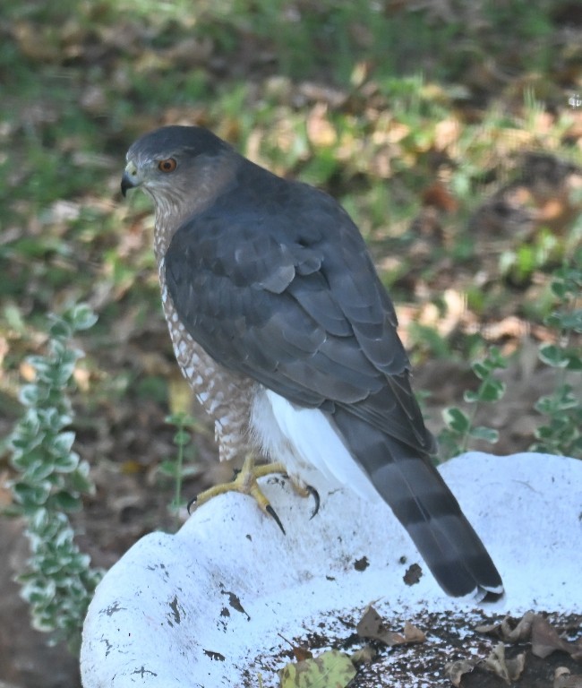Cooper's Hawk - ML642846884