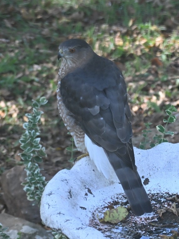 Cooper's Hawk - ML642846885