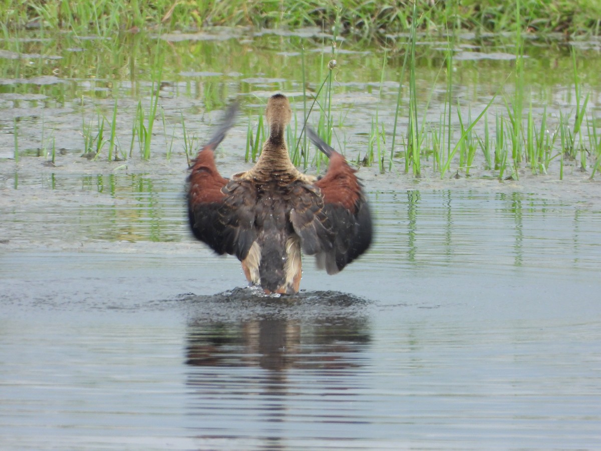 Lesser Whistling-Duck - ML642846886