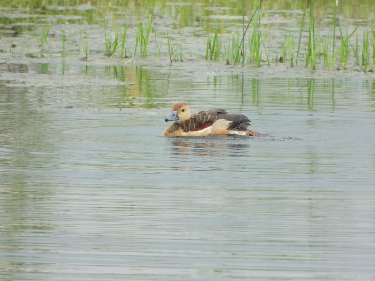 Lesser Whistling-Duck - ML642846887
