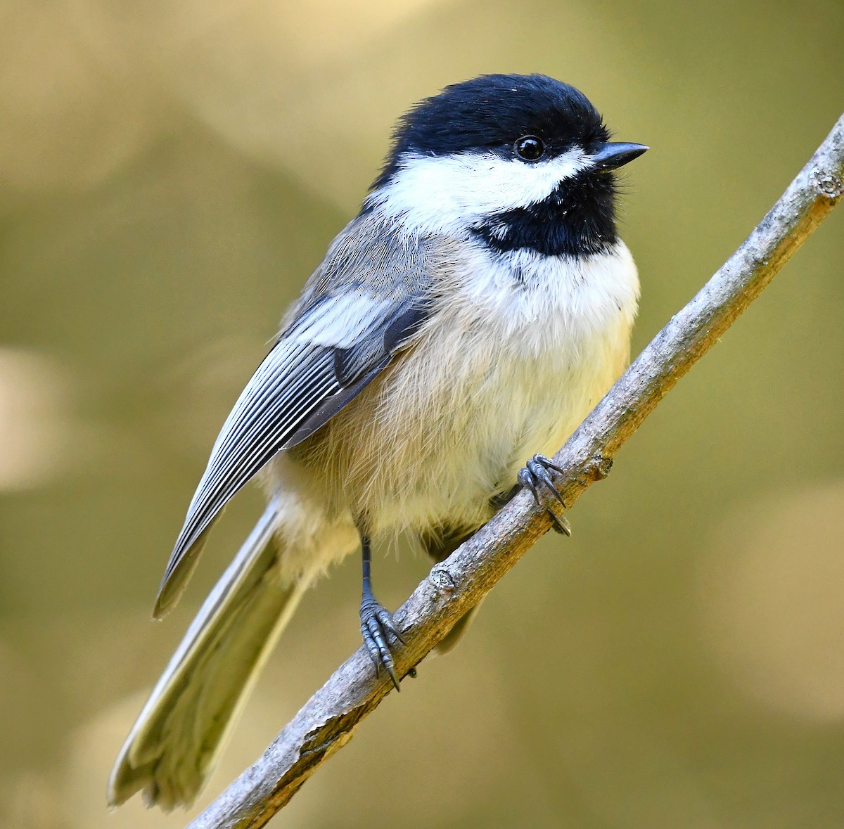 Black-capped Chickadee - ML642846889