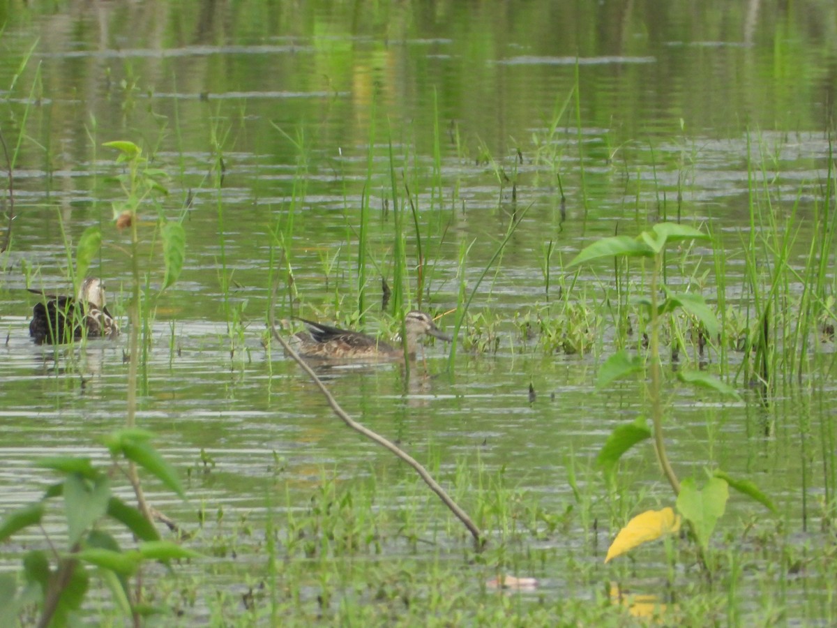 Garganey - ML642846890