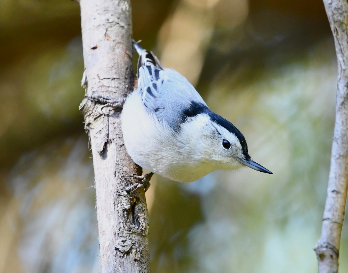 White-breasted Nuthatch - ML642846895