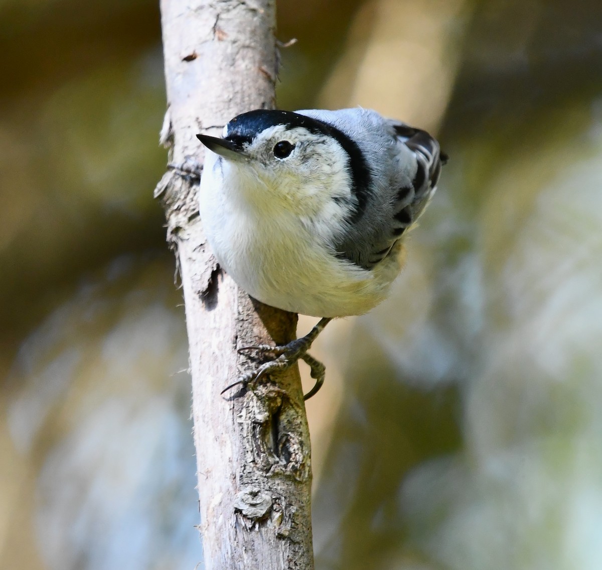 White-breasted Nuthatch - ML642846896