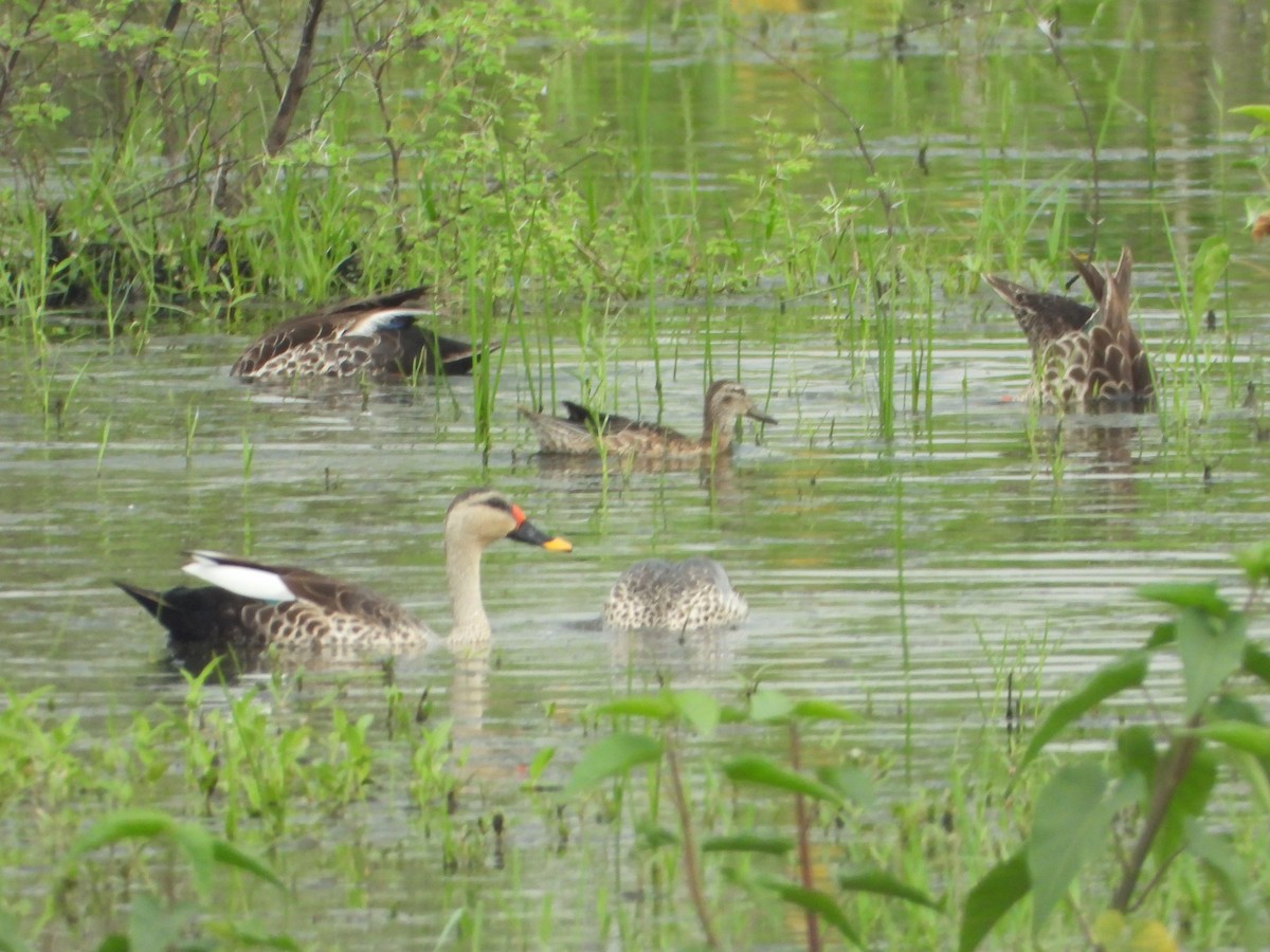 Garganey - ML642846897