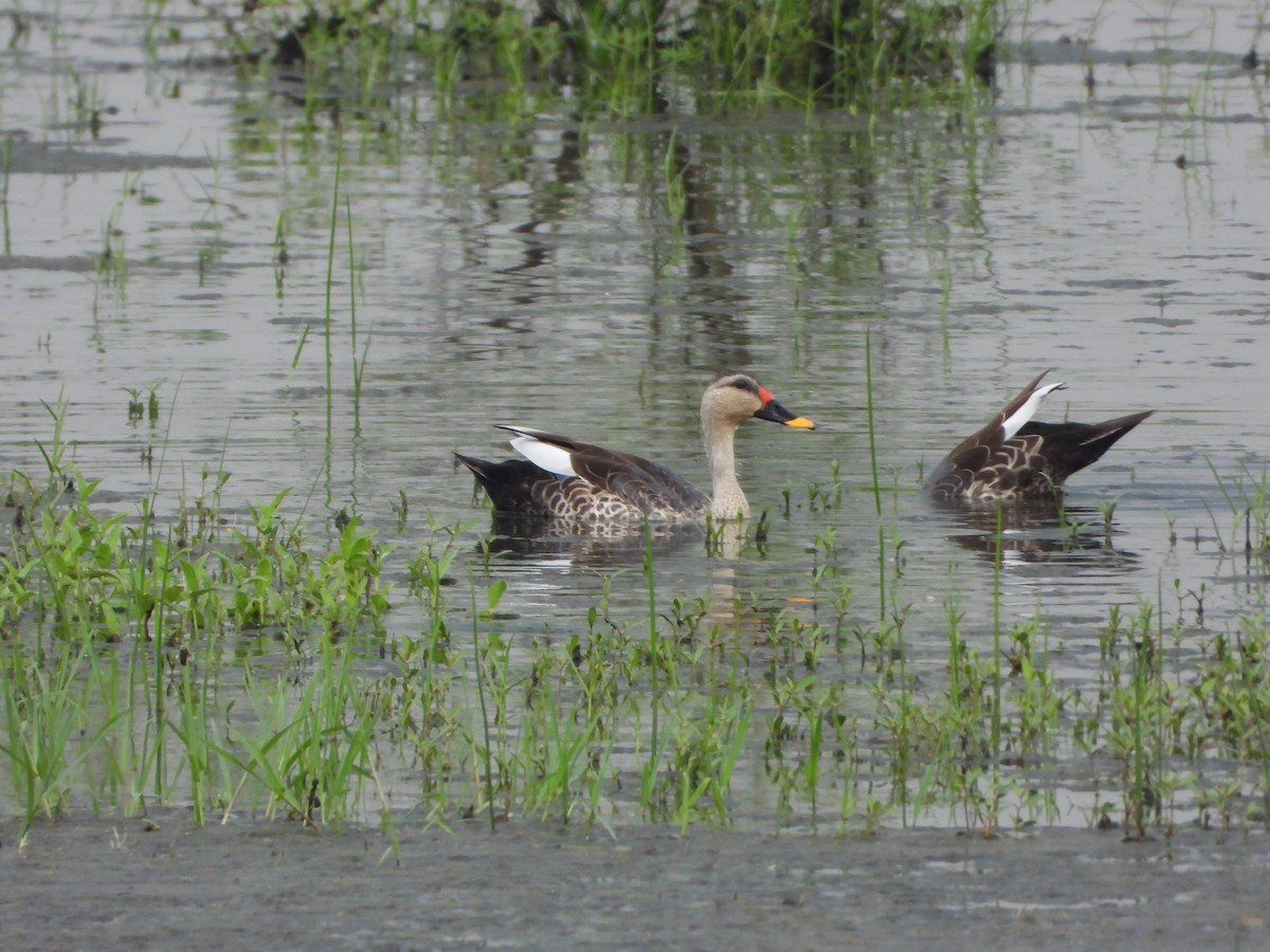 Indian Spot-billed Duck - ML642846898