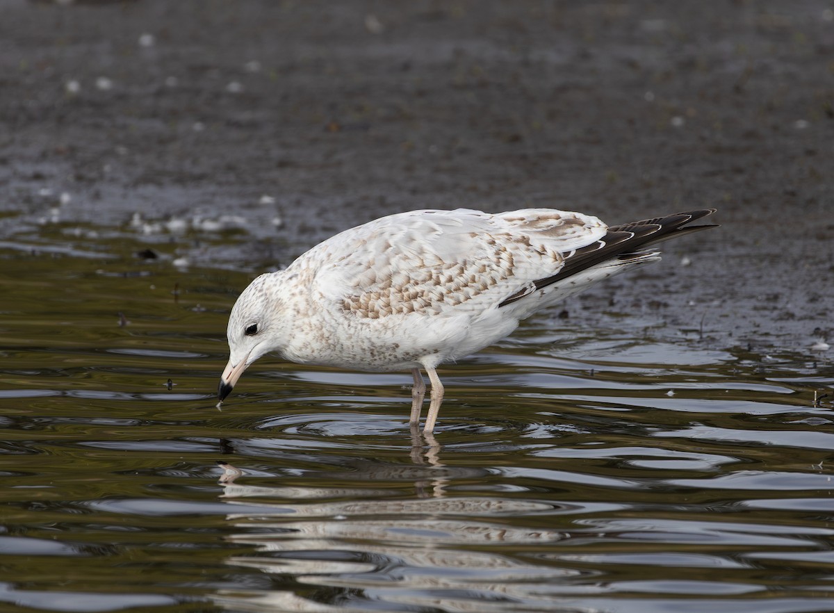 Ring-billed Gull - ML642846899