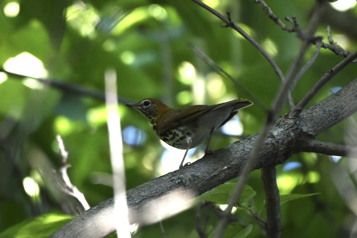 Wood Thrush - ML642846900