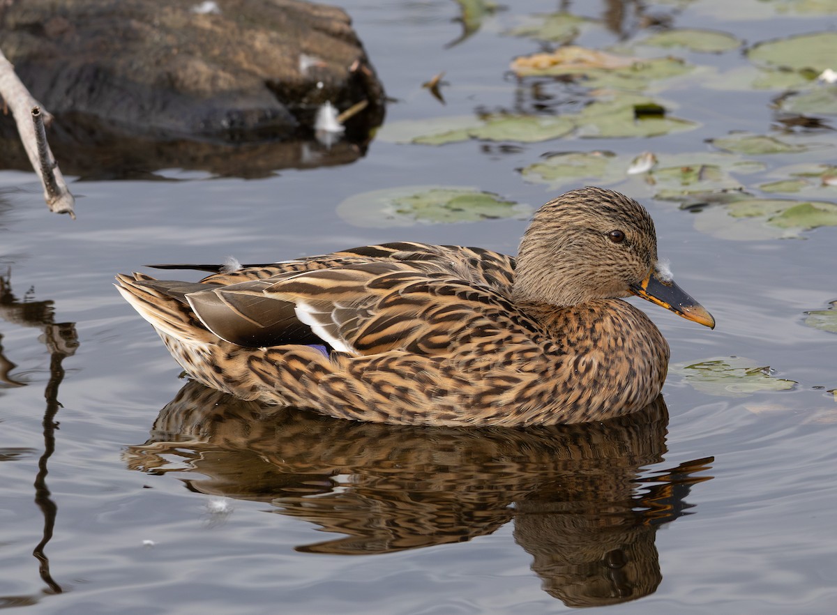 Mallard - ML642846901