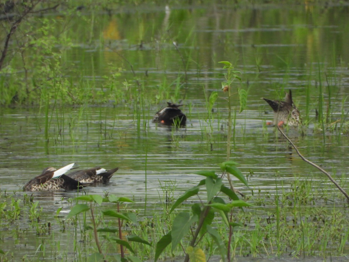 Indian Spot-billed Duck - ML642846902