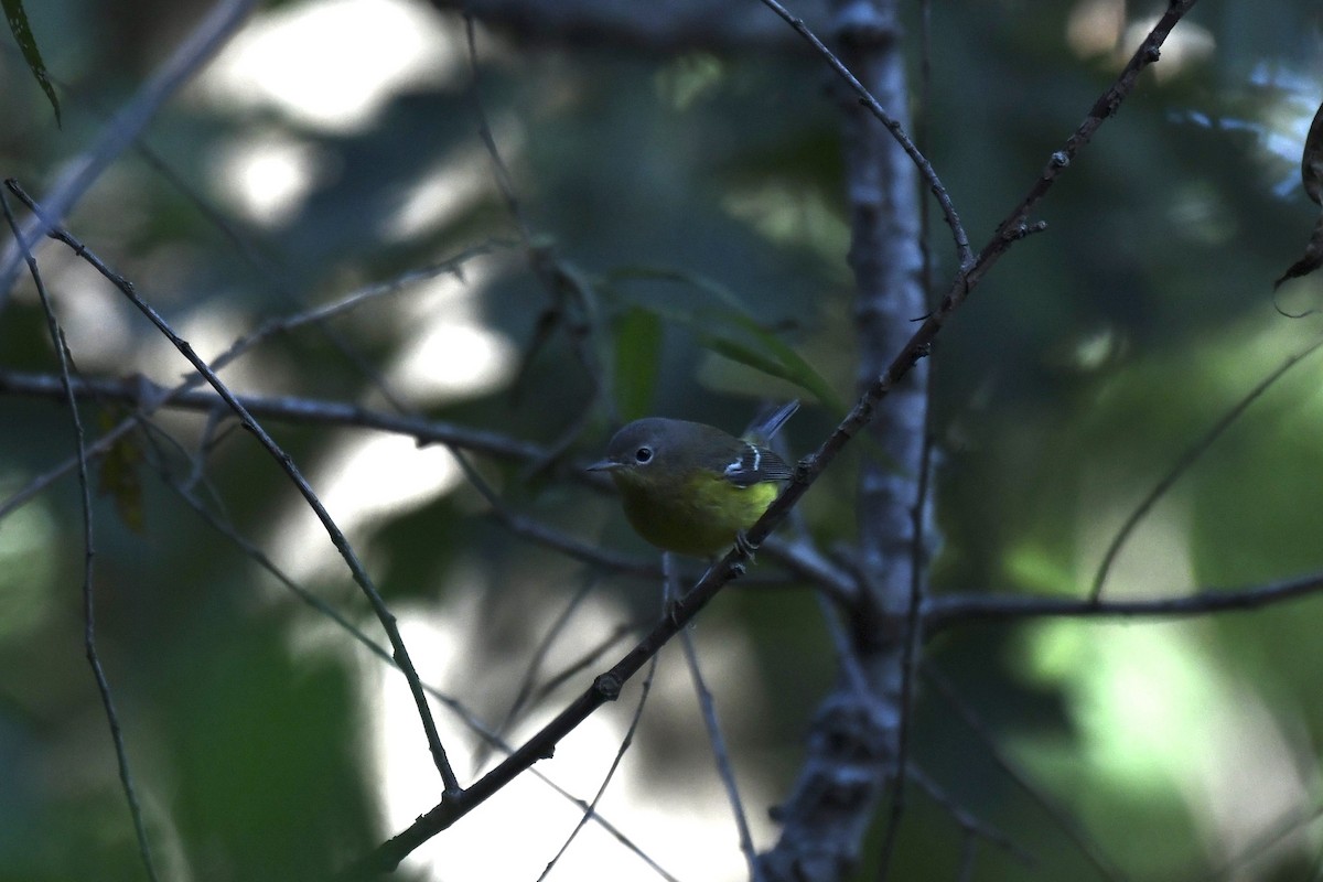 Magnolia Warbler - ML642846903