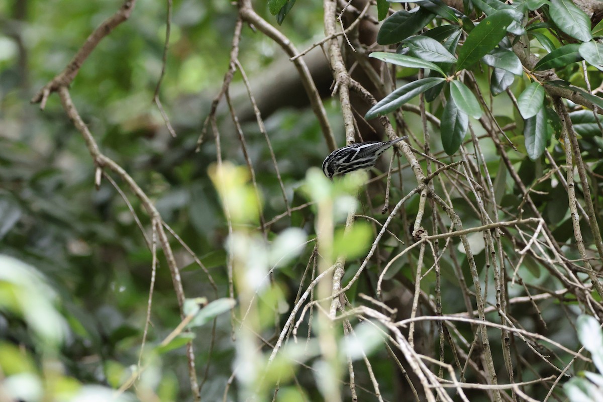 Black-and-white Warbler - ML642846905
