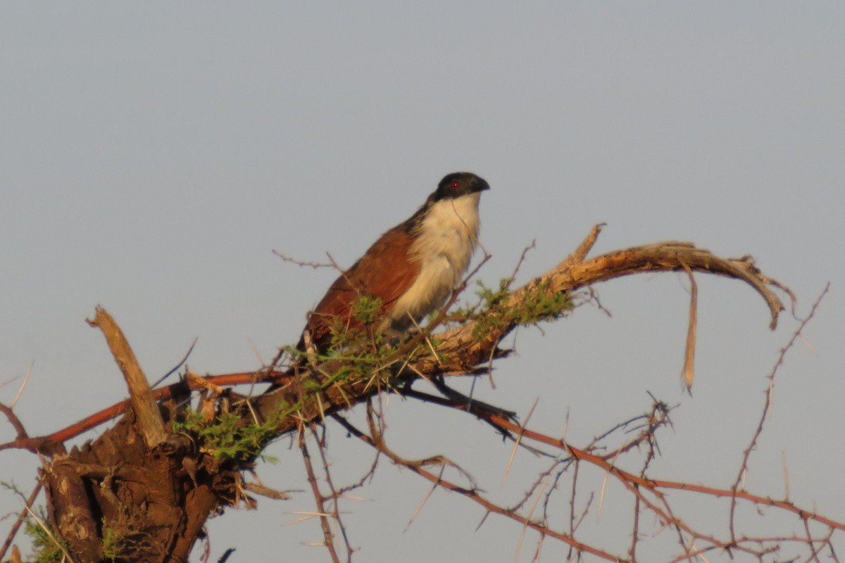 Burchell's Coucal - ML642846916