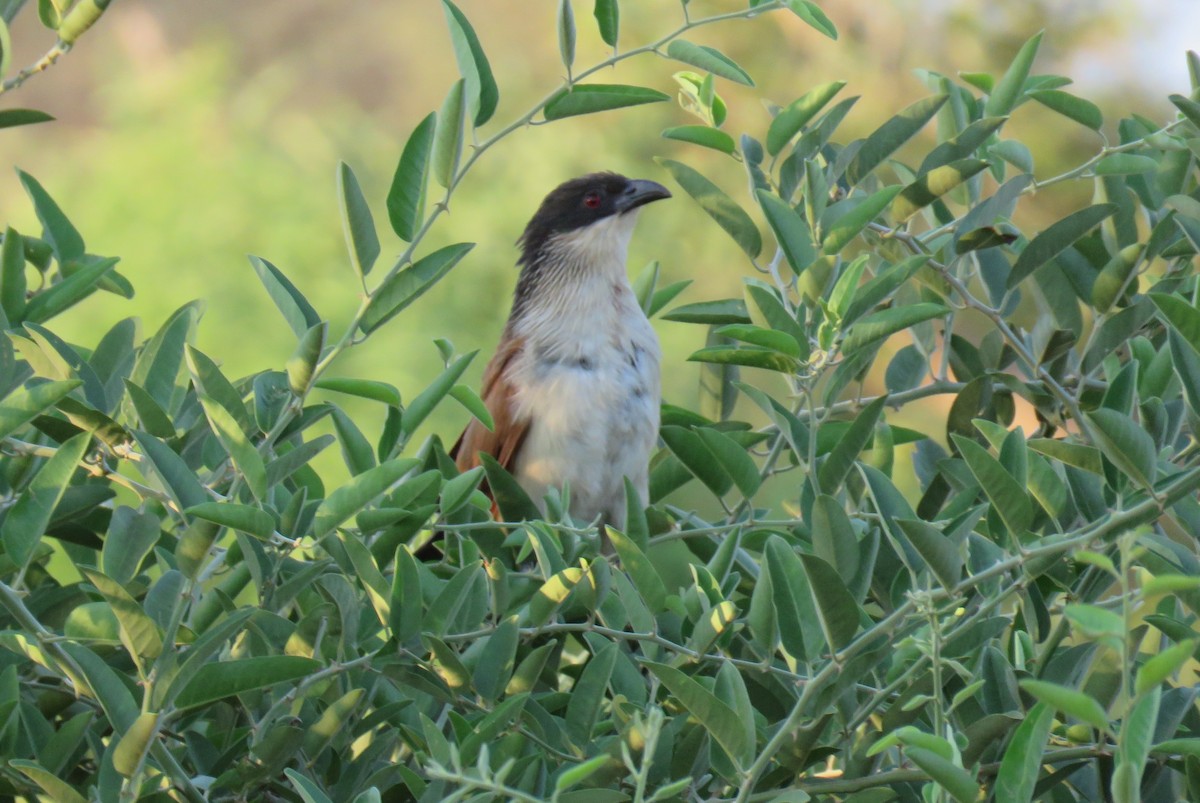 Burchell's Coucal - ML642846917