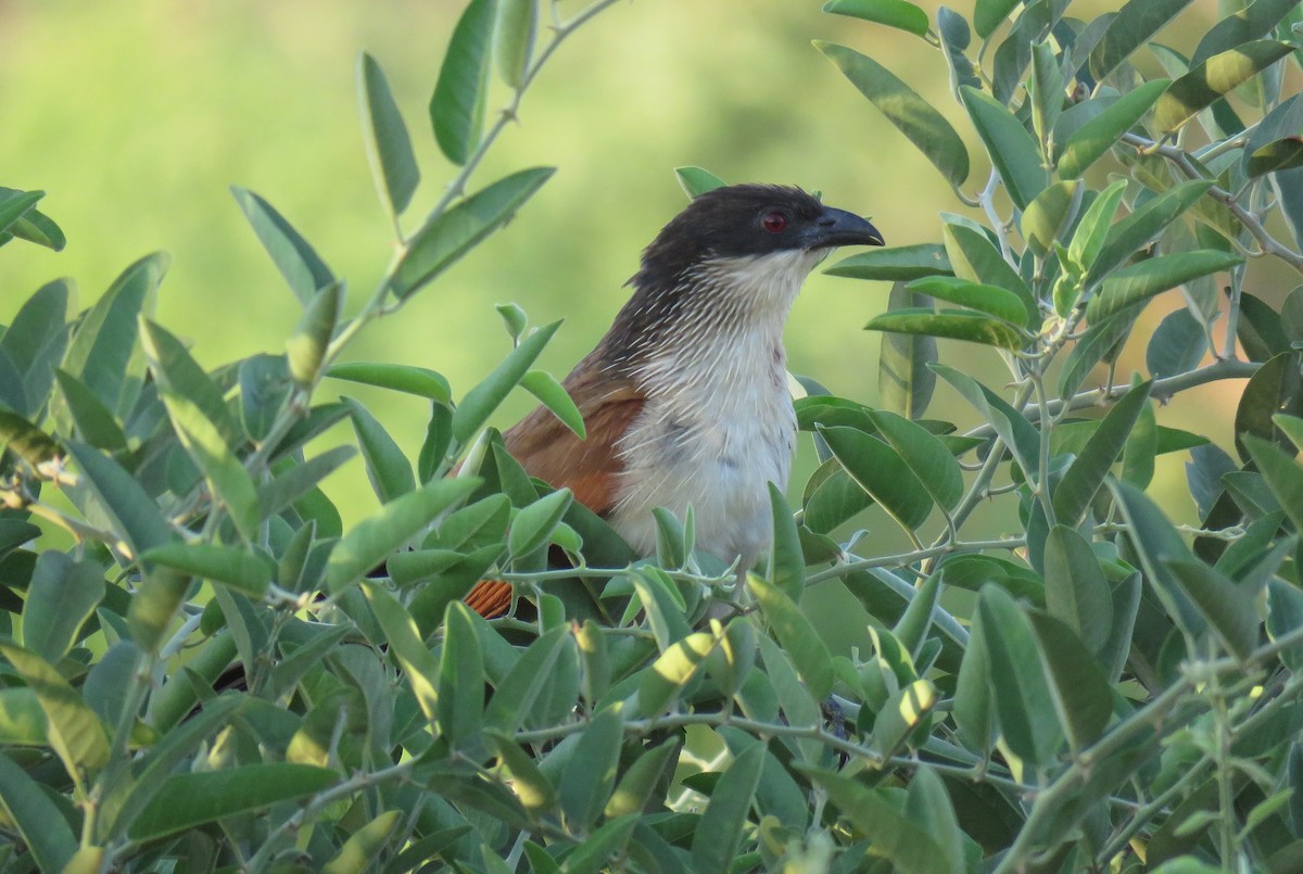 Burchell's Coucal - ML642846918