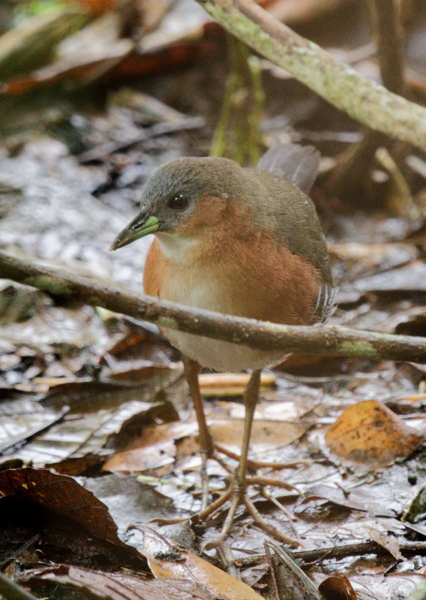 Rufous-sided Crake - ML642846935