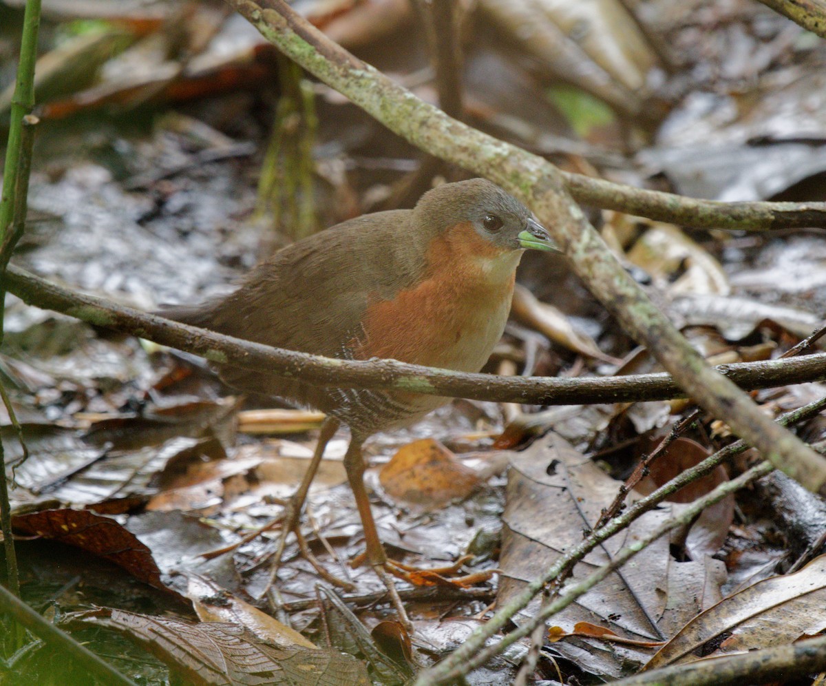 Rufous-sided Crake - ML642846936