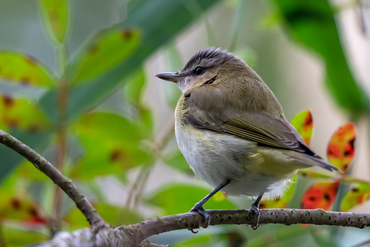 Rotaugenvireo - ML642846946