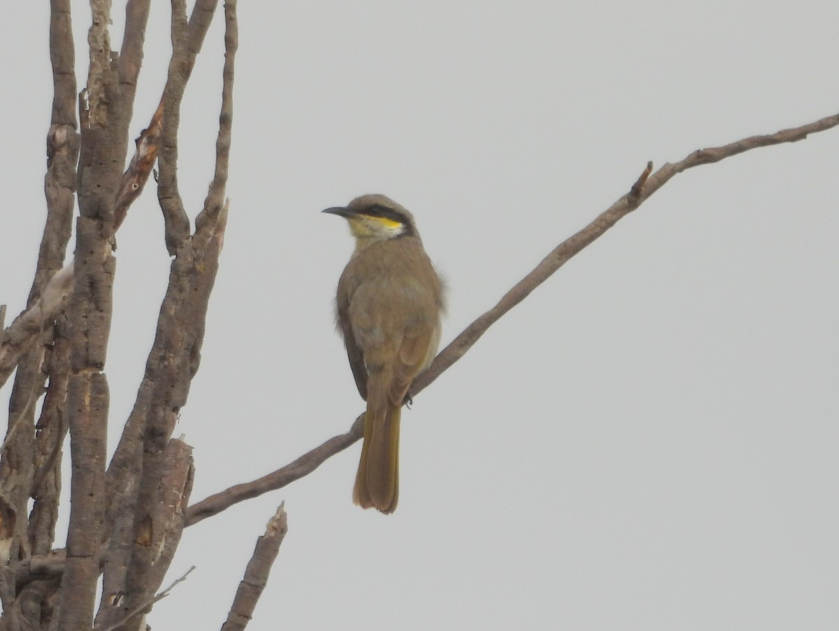 Singing Honeyeater - ML642846949