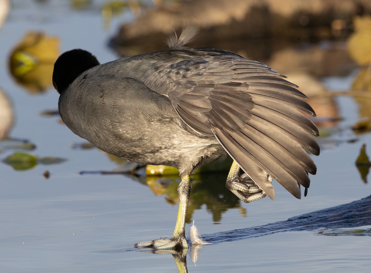 American Coot (Red-shielded) - ML642846953