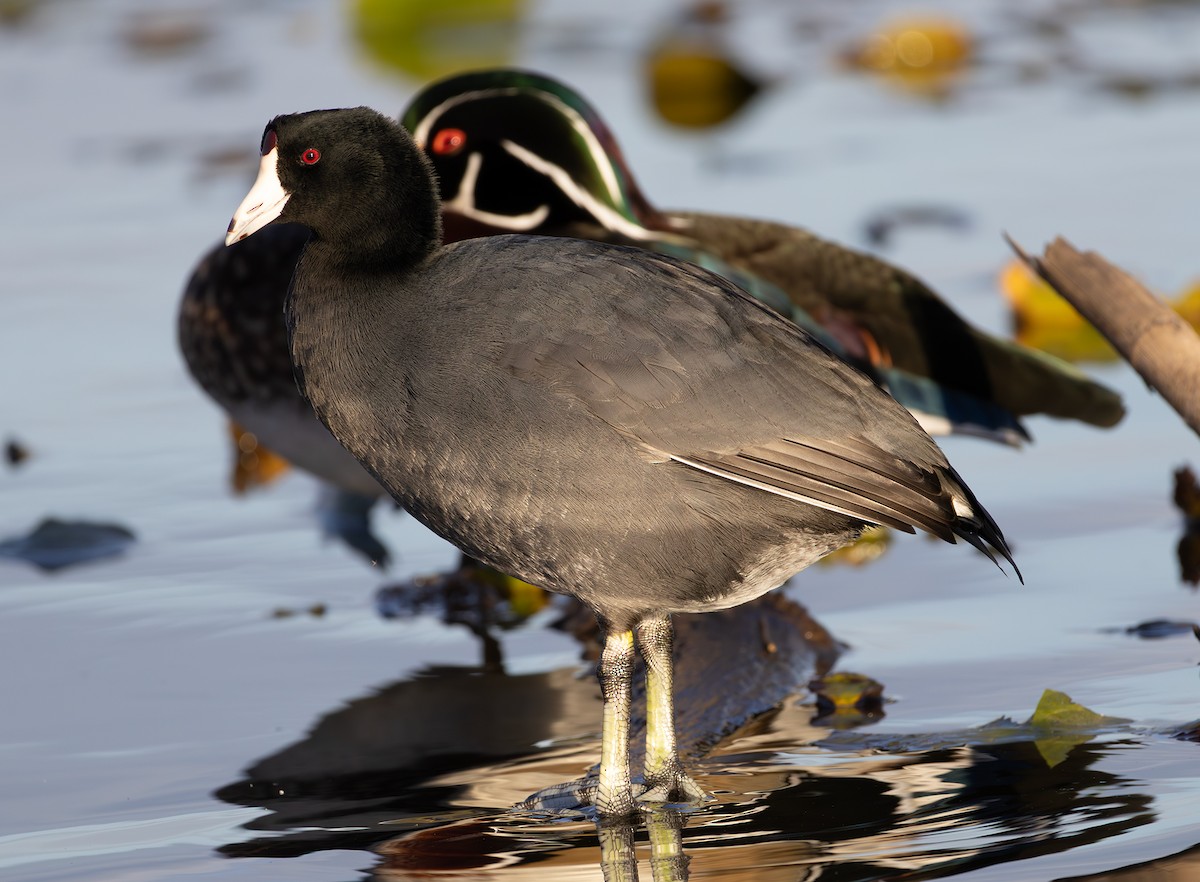 American Coot (Red-shielded) - ML642846954