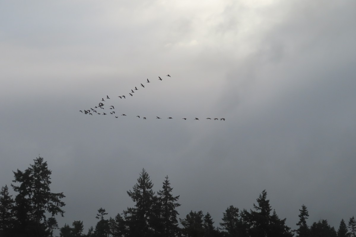 Sandhill Crane - ML642846963