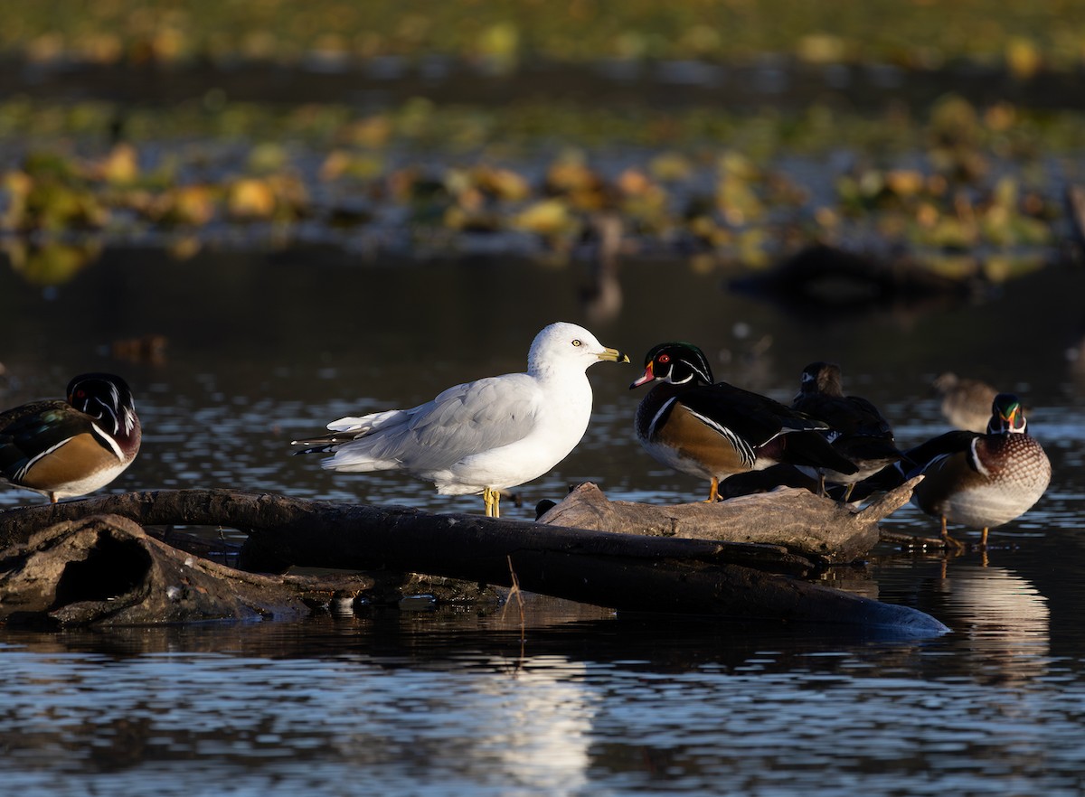Ring-billed Gull - ML642846965