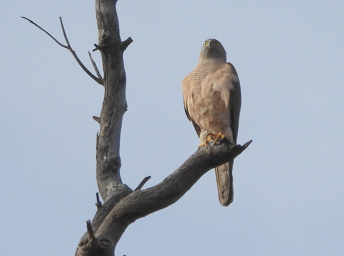 Collared Sparrowhawk - ML642846966