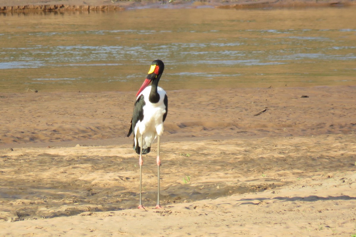 Saddle-billed Stork - ML642846967