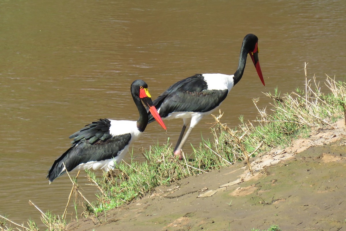 Saddle-billed Stork - ML642846968