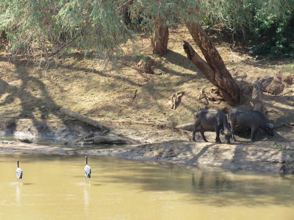 Saddle-billed Stork - ML642846969