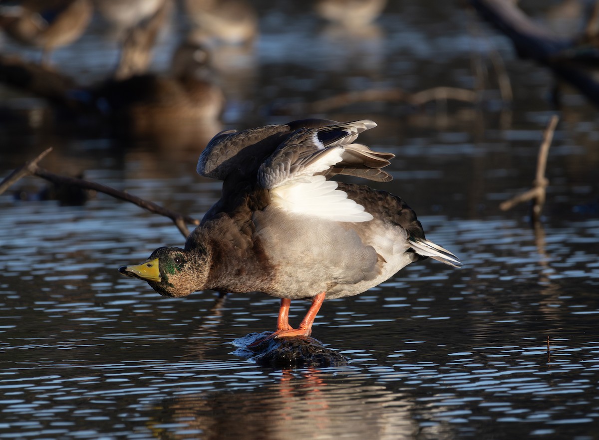 Mallard - ML642846971