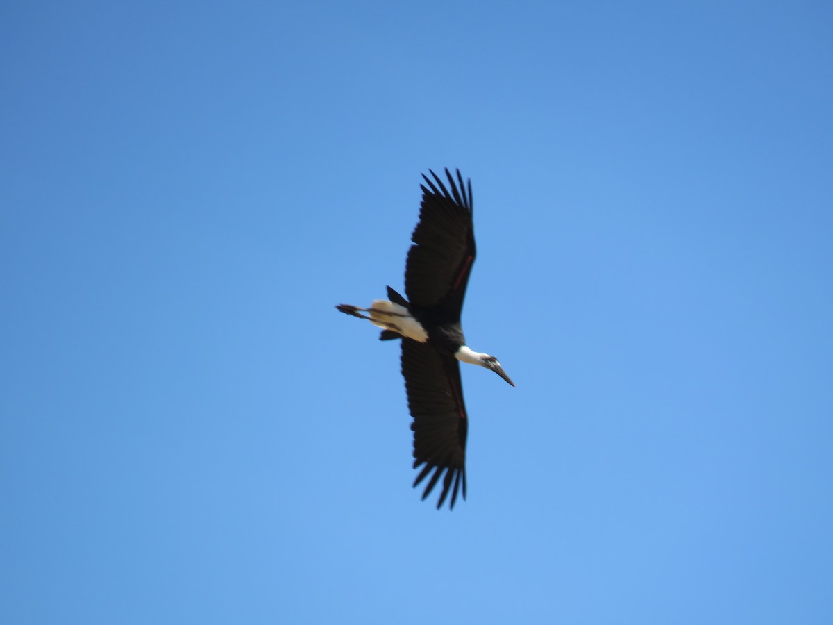 African Woolly-necked Stork - ML642846975