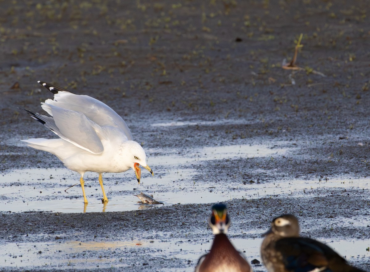 Ring-billed Gull - ML642846976