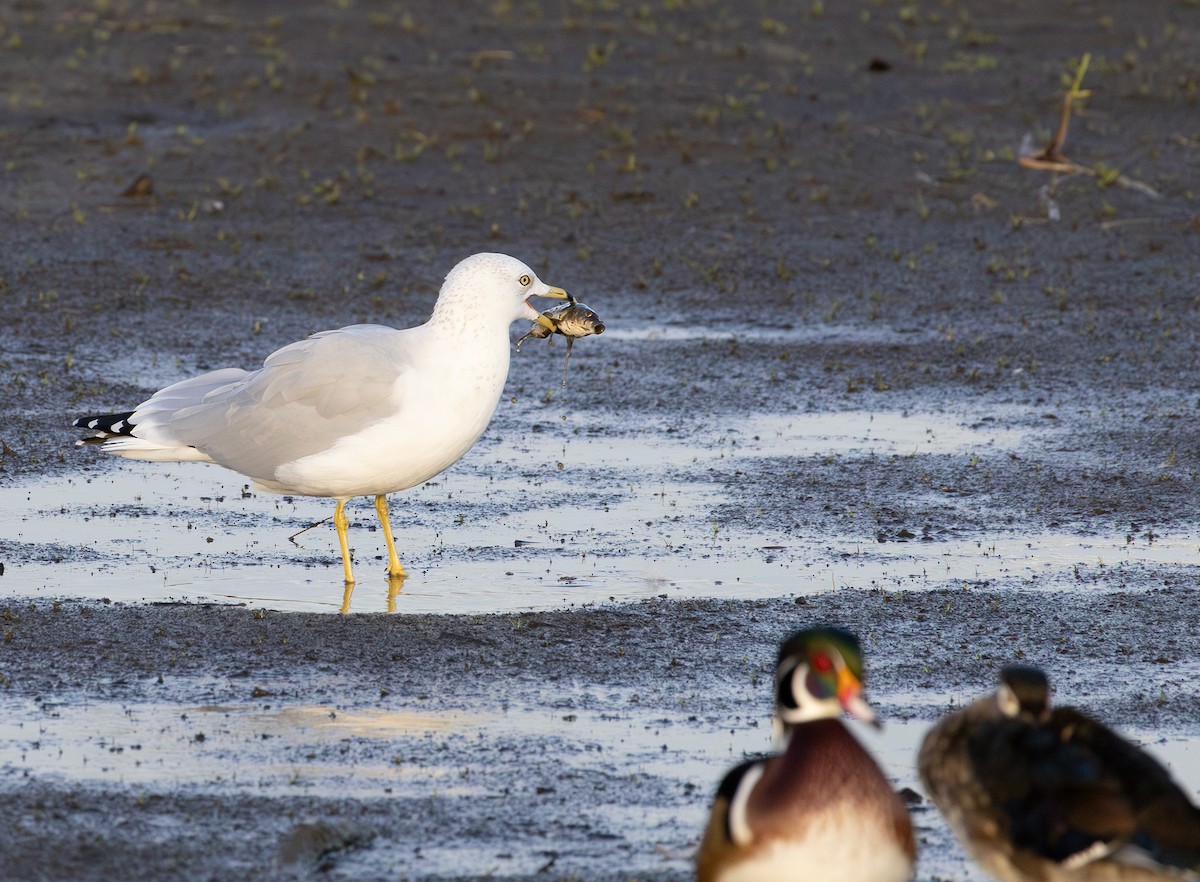 Ring-billed Gull - ML642846978