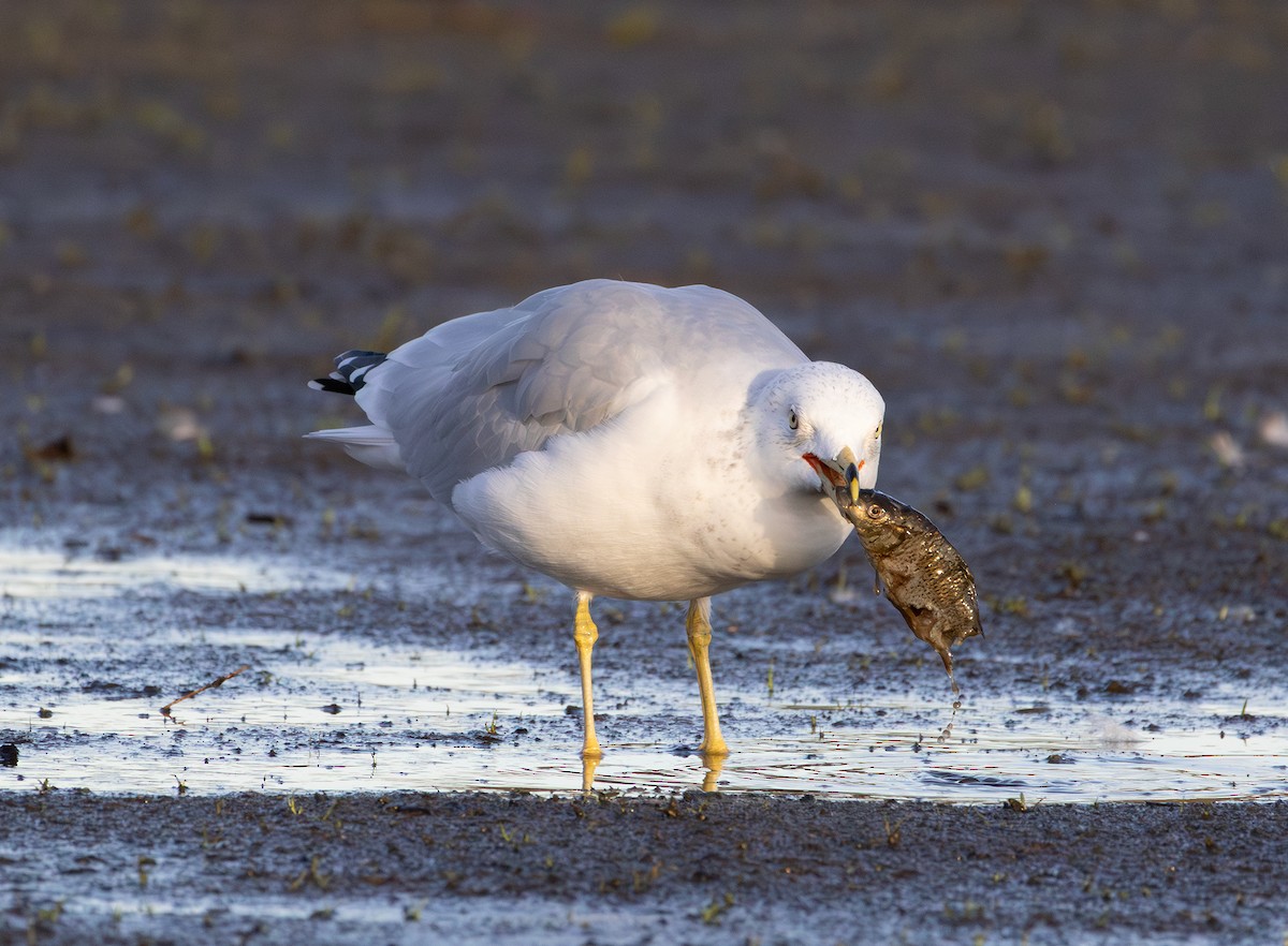 Ring-billed Gull - ML642846981